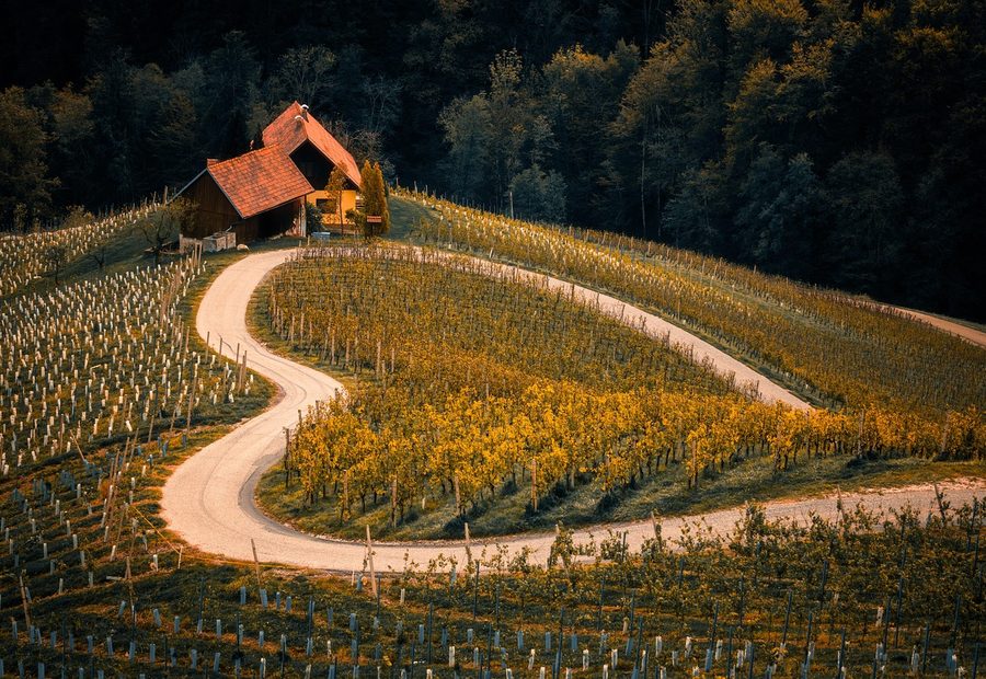 Vineyard in the Gibbston Valley